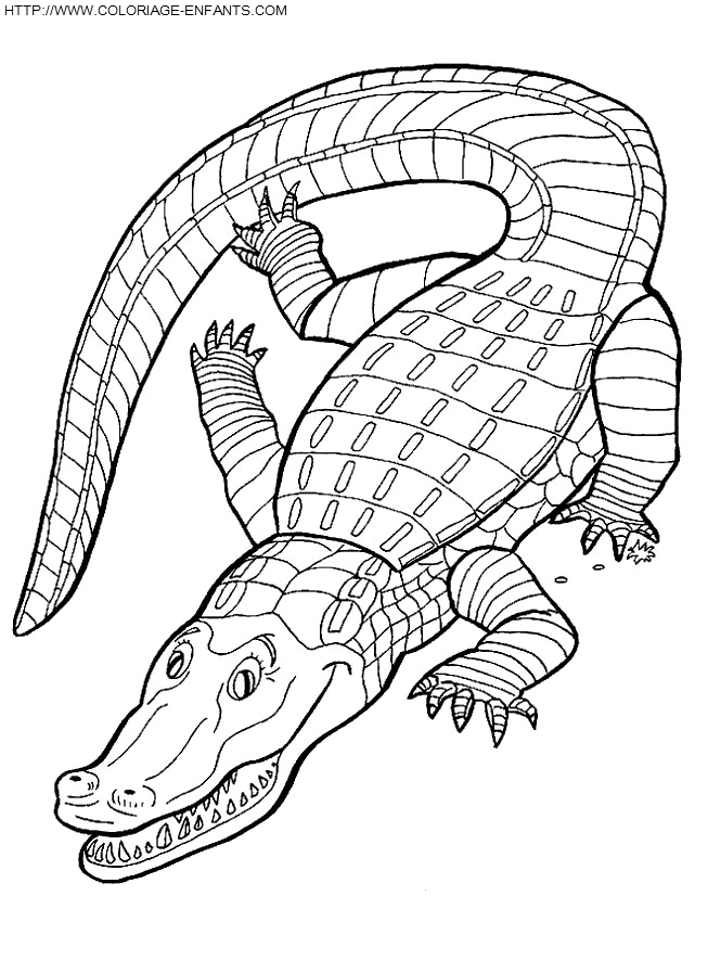 coloriage crocodiles