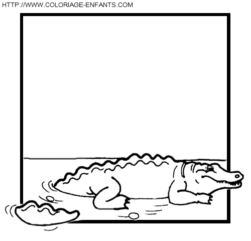 coloriage crocodiles