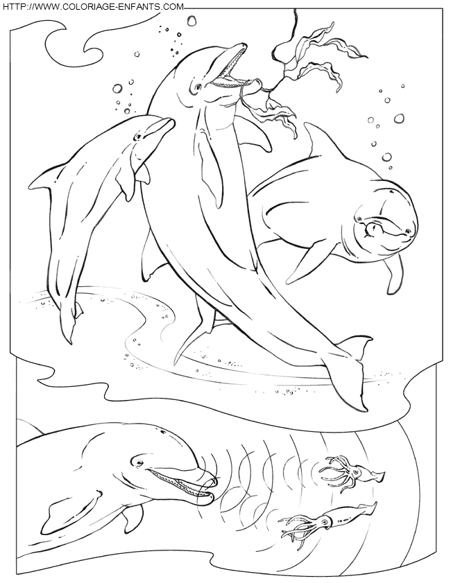 coloriage dauphins