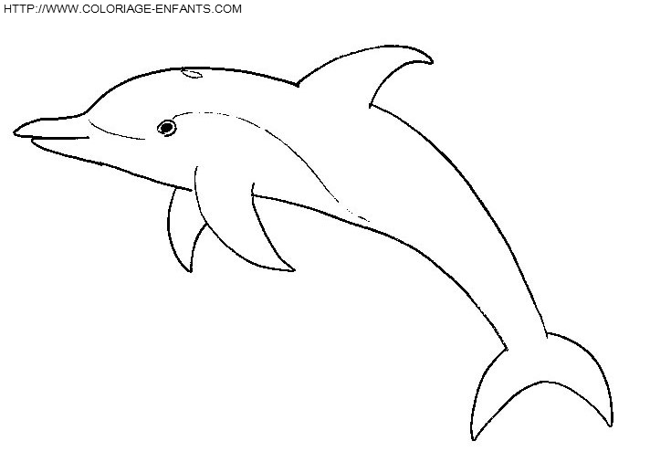 coloriage dauphins