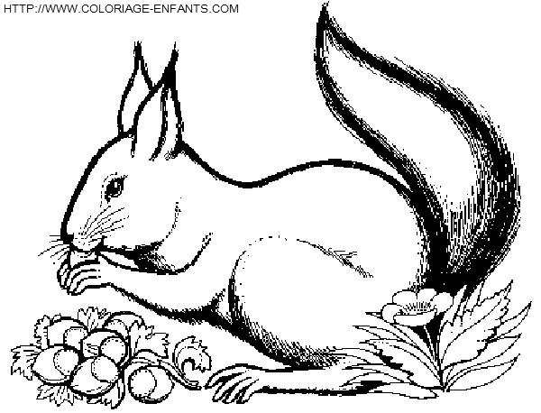 coloriage ecureuils
