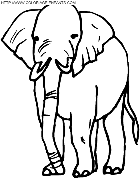 coloriage elephants