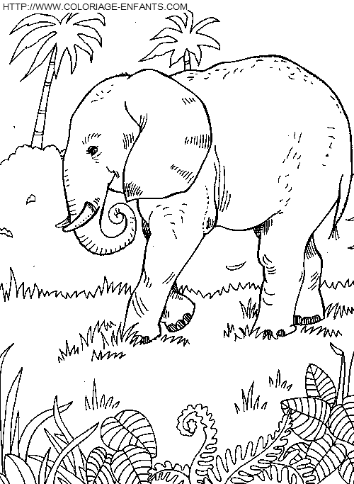 coloriage elephants