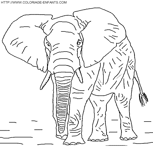 coloriage elephants