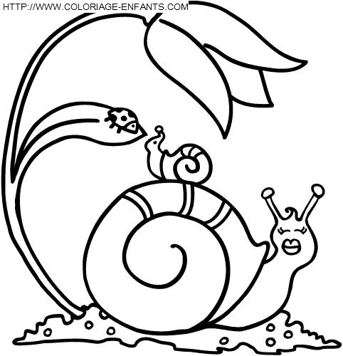 coloriage escargots