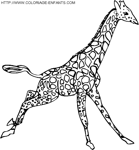 coloriage girafes