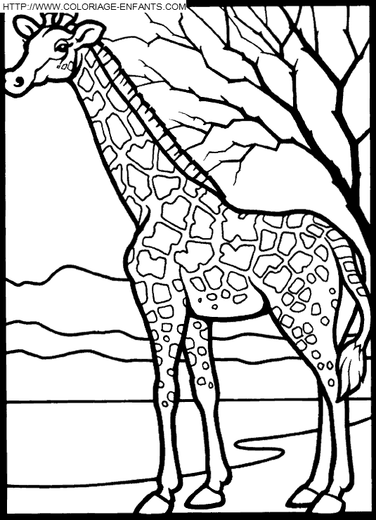 coloriage girafes