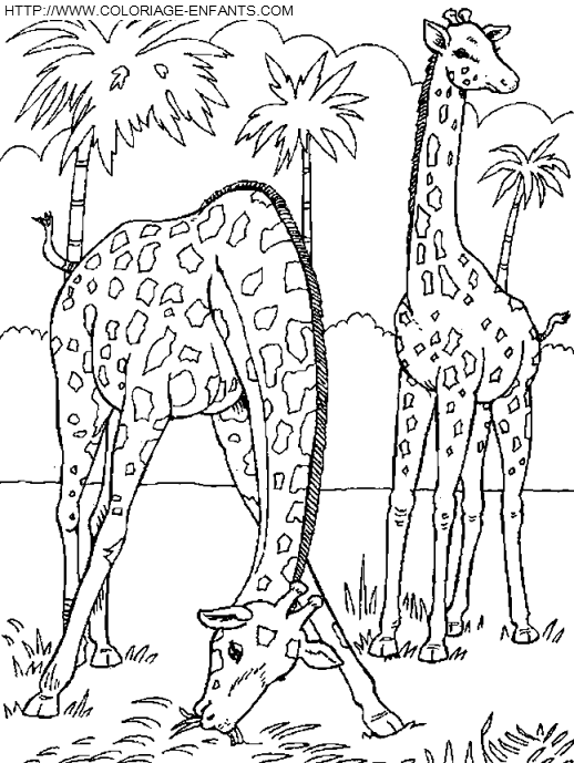 coloriage girafes