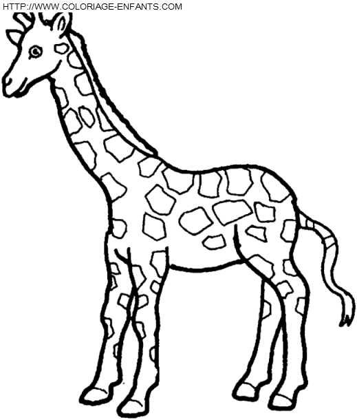 coloriage girafes