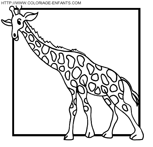 coloriage girafes