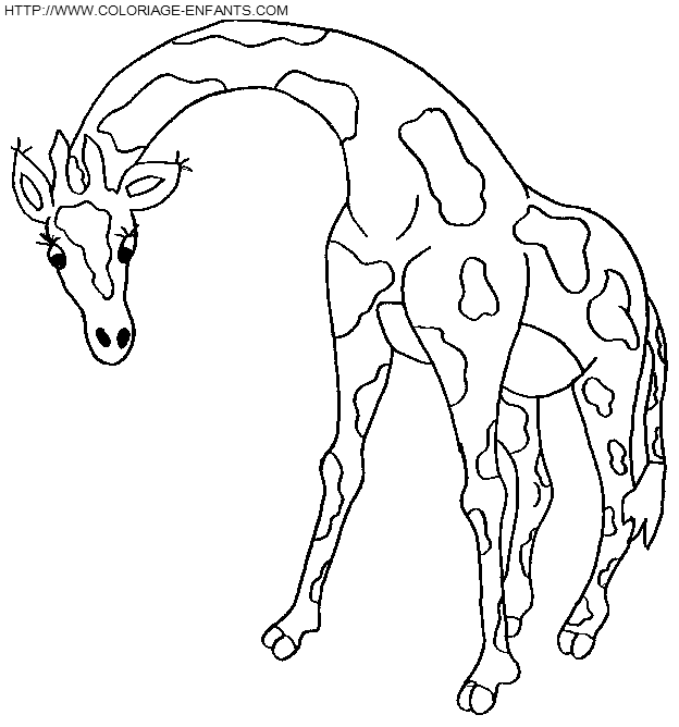 coloriage girafes