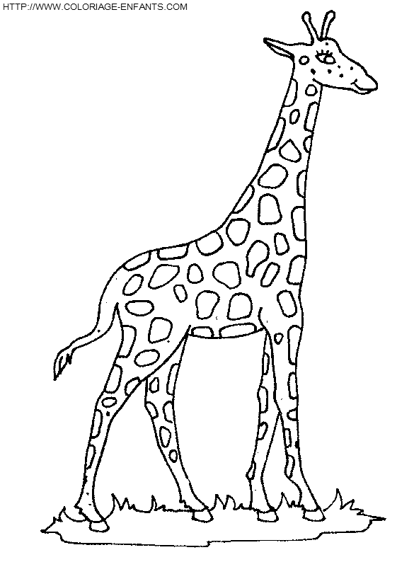 coloriage girafes