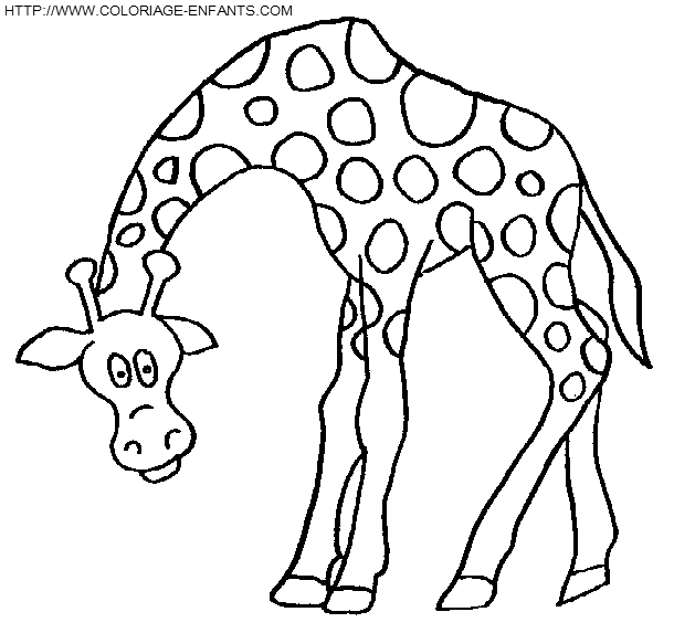 coloriage girafes