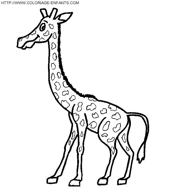 coloriage girafes