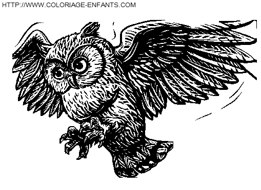 coloriage harry potter le hibou volant