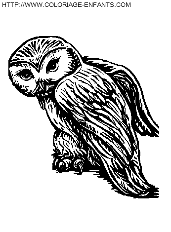 Coloriage harry potter le hibou, déjà 2538 fois imprimés !