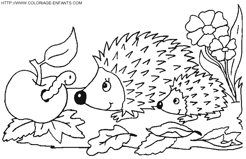 coloriage herissons