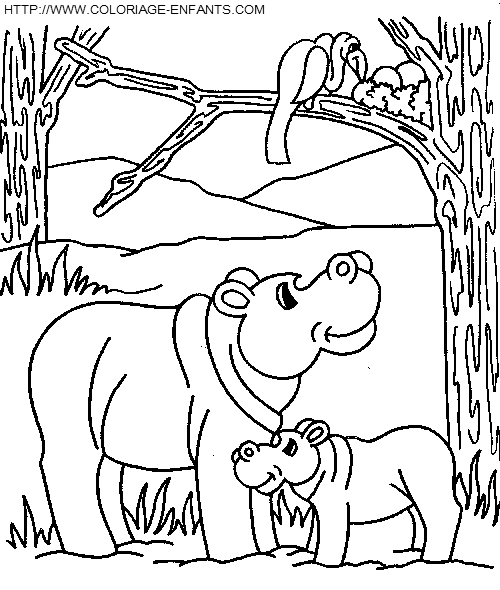 coloriage hippopotames