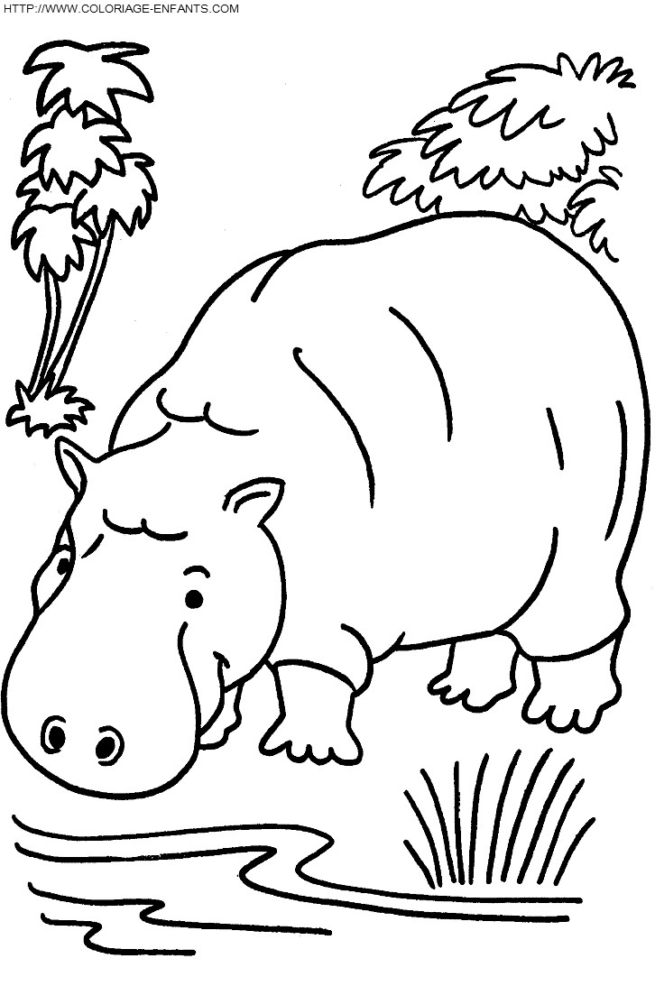 coloriage hippopotames