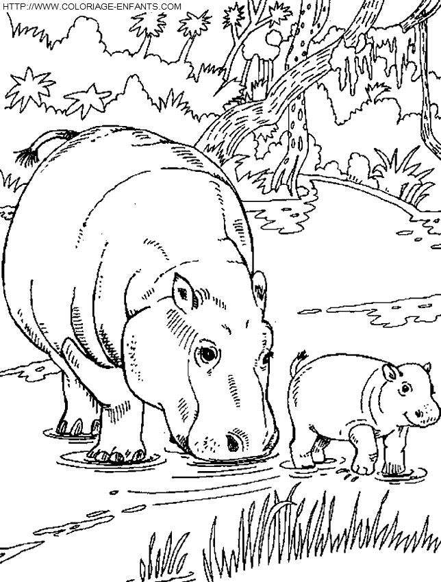 coloriage hippopotames