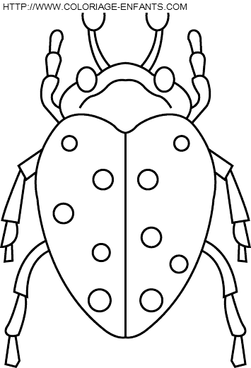 coloriage insectes