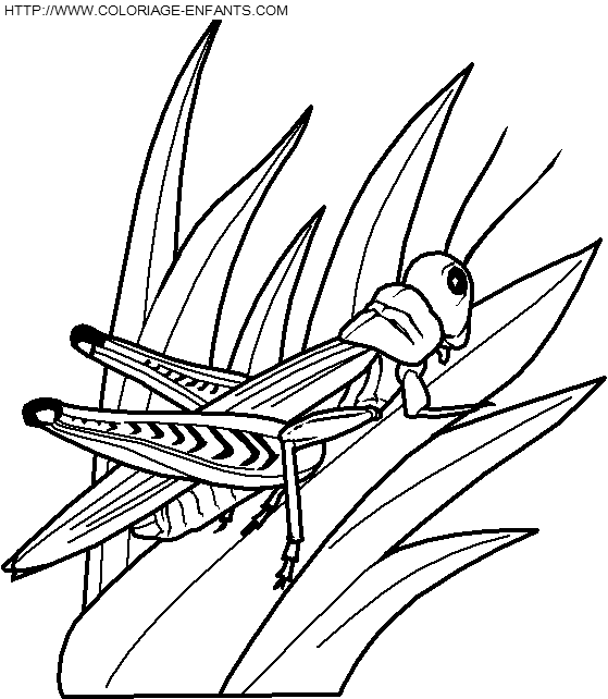 coloriage insectes