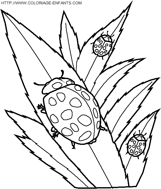 coloriage insectes