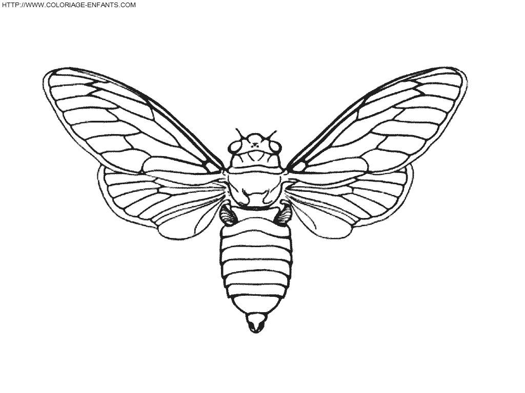 Coloriage insectes à imprimer et à colorier