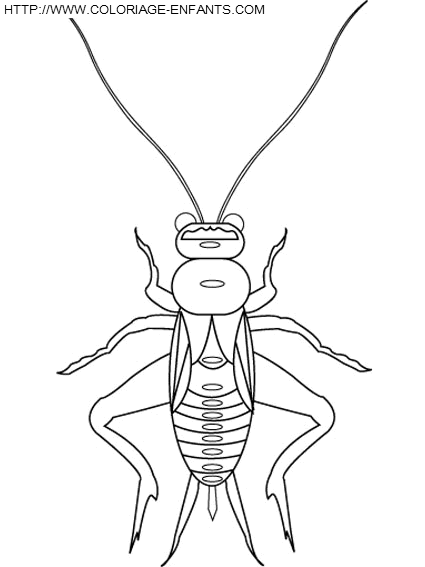 Coloriage insectes à imprimer et à colorier