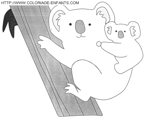 coloriage koalas