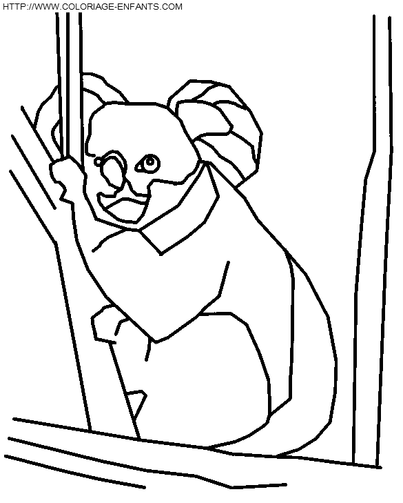 coloriage koalas