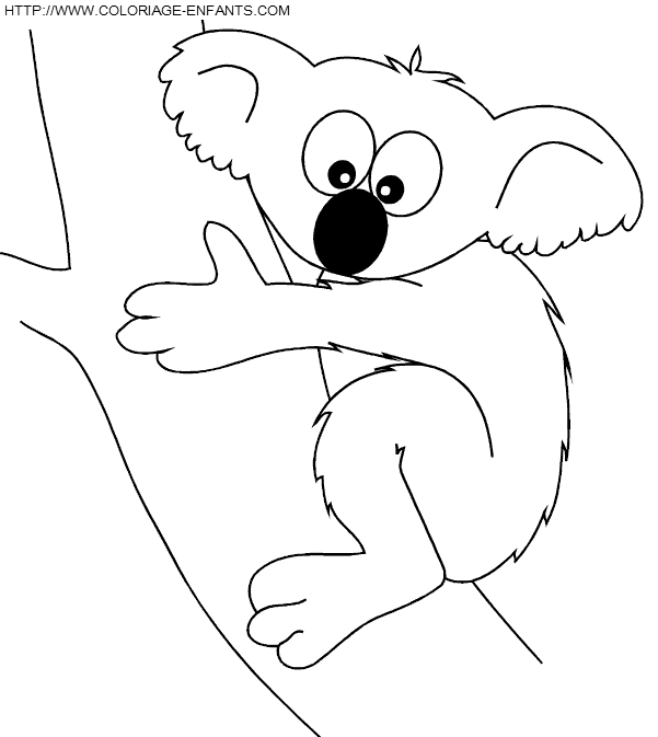 coloriage koalas