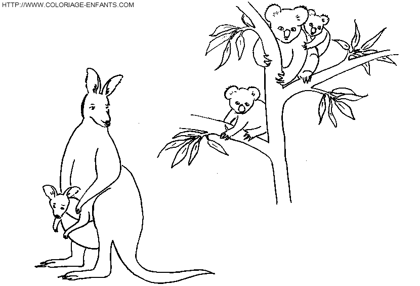 coloriage koalas