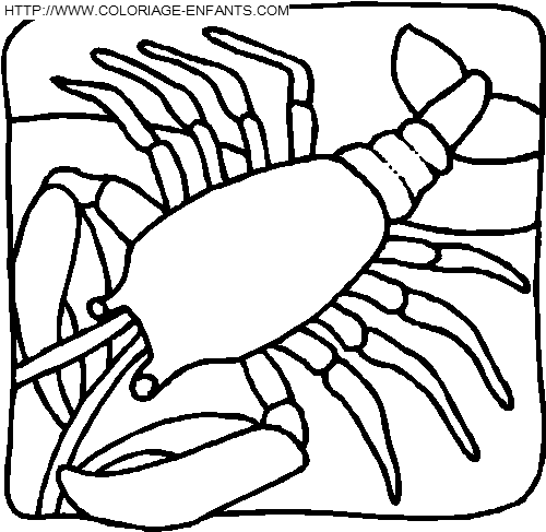 coloriage langoustes