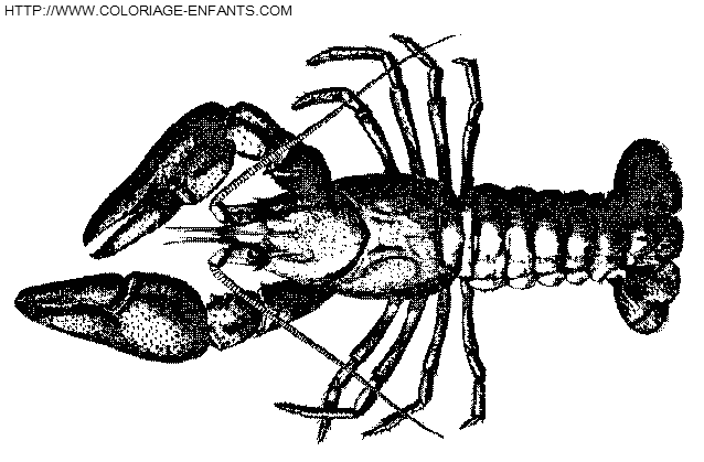 coloriage langoustes