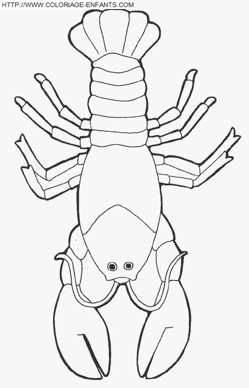 coloriage langoustes