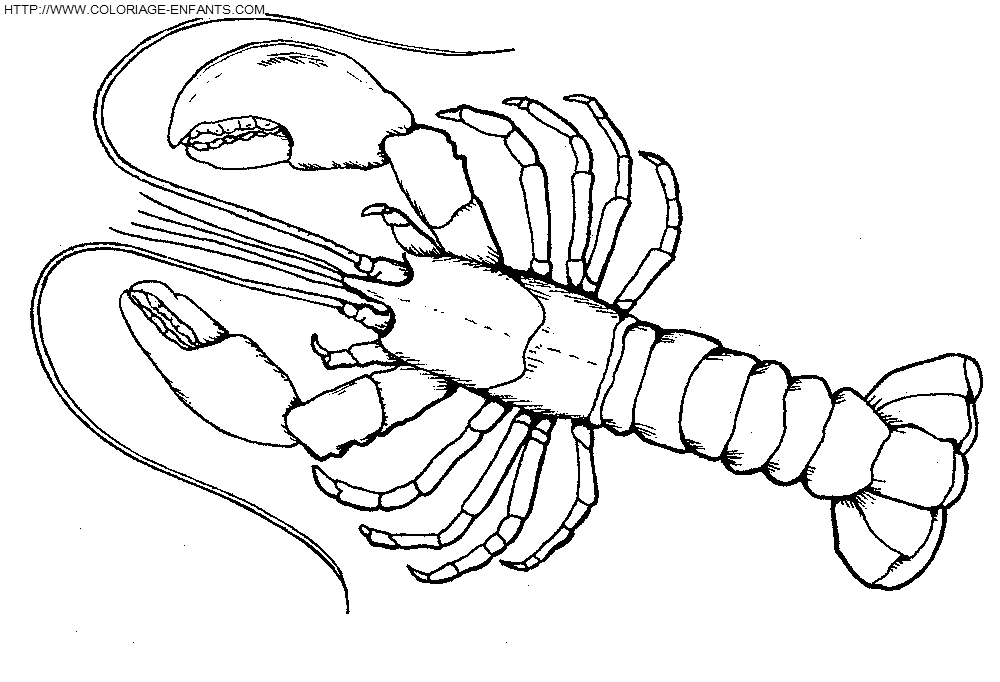 coloriage langoustes