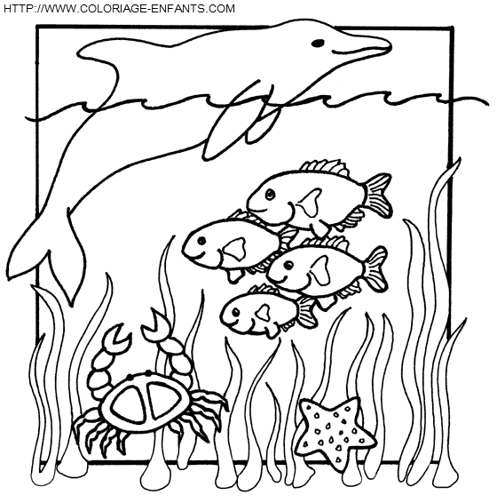 coloriage langoustes