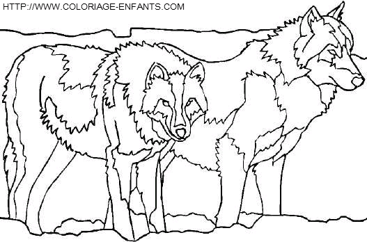 coloriage loups
