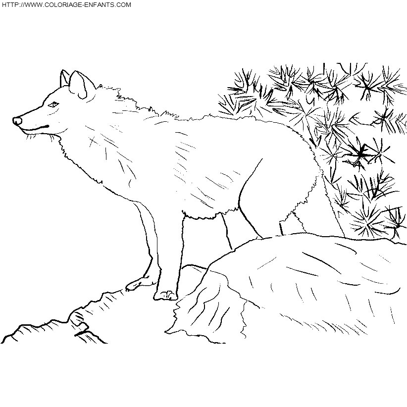 coloriage loups