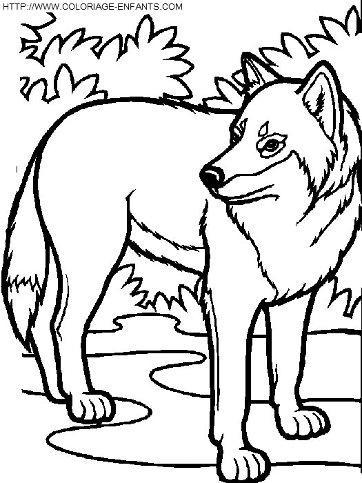 coloriage loups