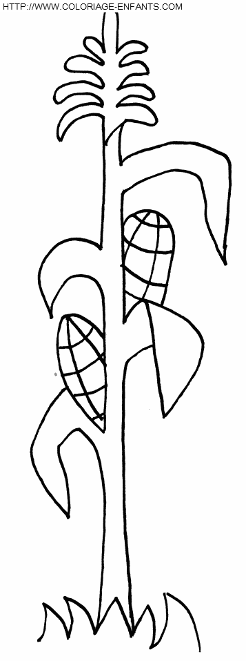 coloriage mais