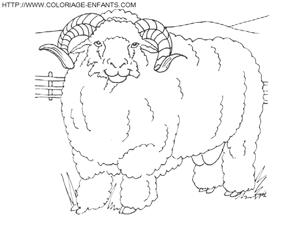 coloriage moutons