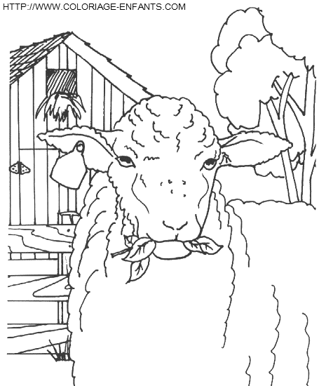 coloriage moutons