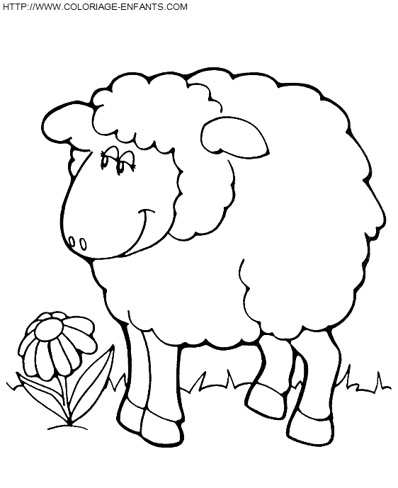 coloriage moutons