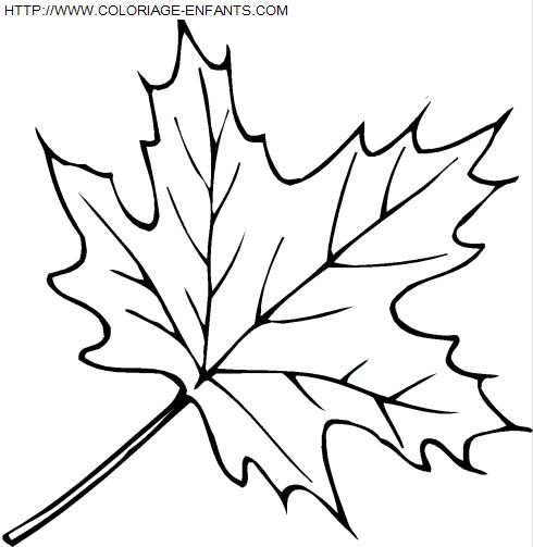 coloriage Nature Feuilles