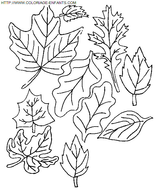 coloriage Nature Feuilles