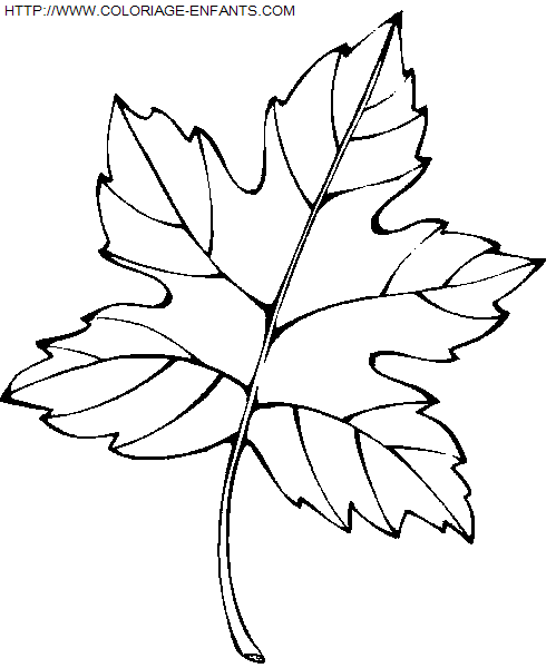 coloriage Nature Feuilles