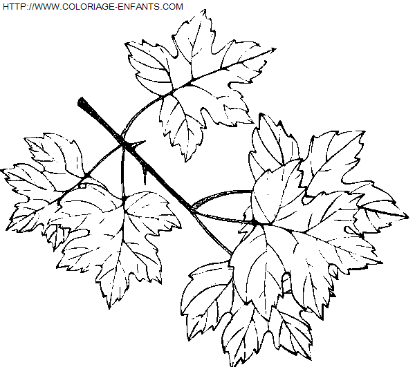 coloriage Nature Feuilles