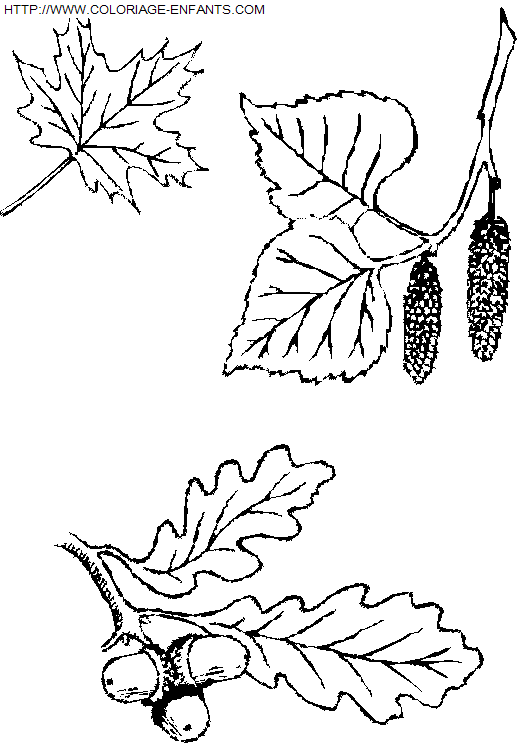 coloriage Nature Feuilles